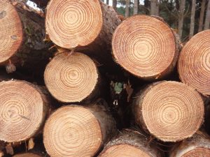 چوب نرم یکی از سه نوع چوب در دنیا می باشد